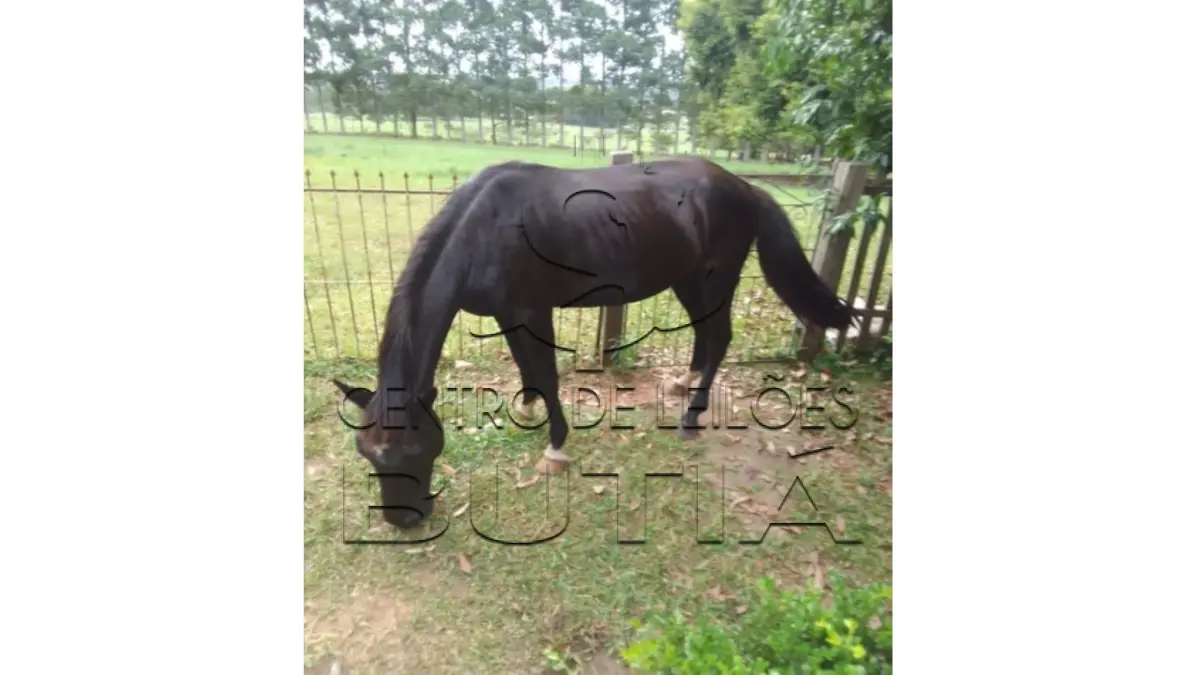 LOTE 005